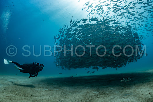 scuba diver with Cabo Pulmo jack tornado under sunny sky