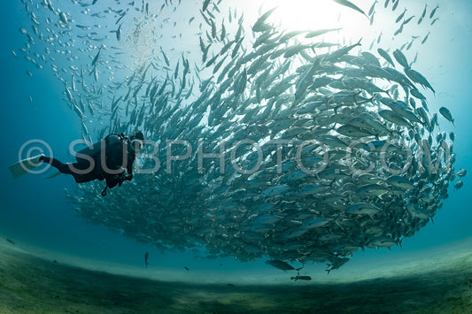 scuba diver with Cabo Pulmo jack tornado under sunny sky