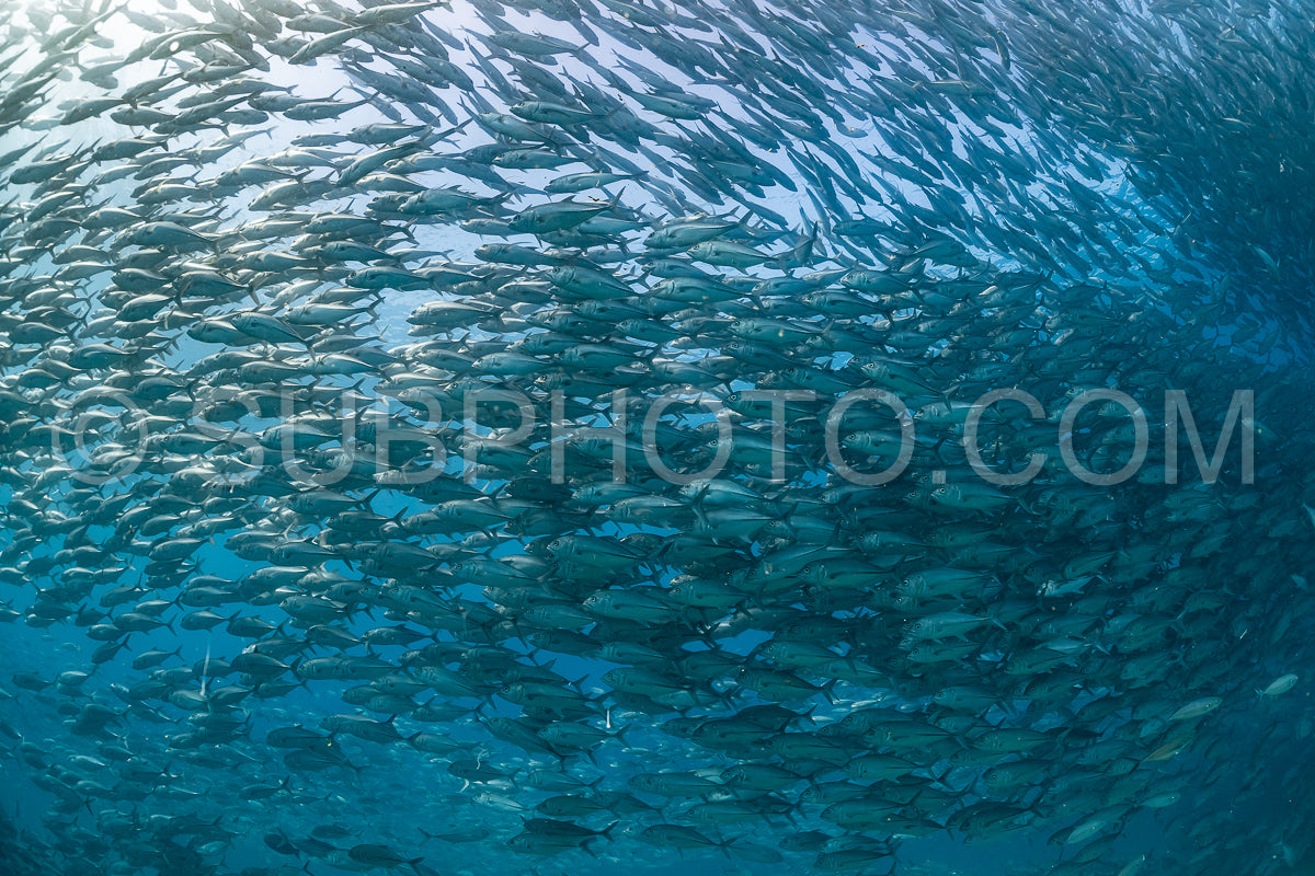 scuba diver with Cabo Pulmo jack tornado under sunny sky