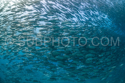 scuba diver with Cabo Pulmo jack tornado under sunny sky