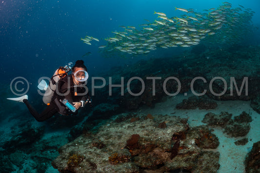 Photo de Banc de vivaneaux Amarillo Lutjanus argentiventris- Cabo Pulmo- Baja California Sur- Mexique