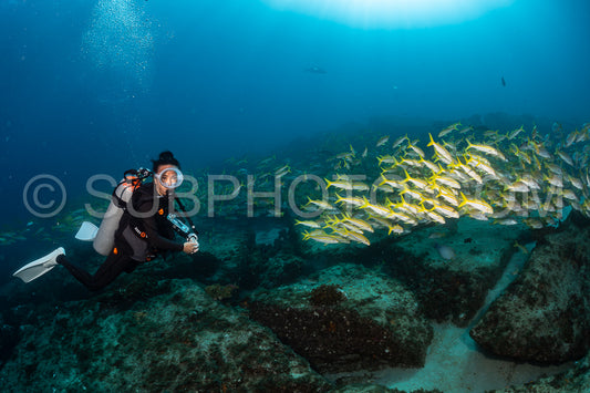 Photo de Banc de vivaneaux Amarillo Lutjanus argentiventris- Cabo Pulmo- Baja California Sur- Mexique