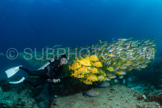 Photo de Banc de vivaneaux Amarillo Lutjanus argentiventris- Cabo Pulmo- Baja California Sur- Mexique