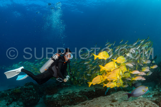 Photo de Banc de vivaneaux Amarillo Lutjanus argentiventris- Cabo Pulmo- Baja California Sur- Mexique