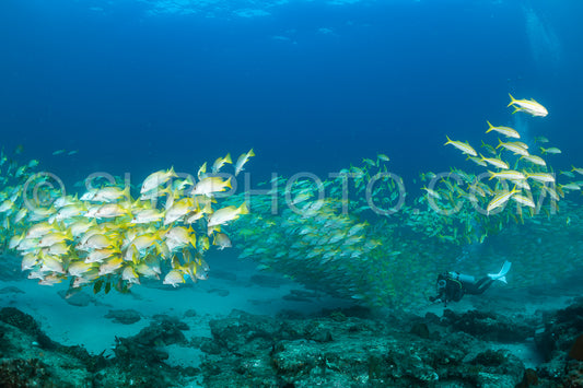 Photo de Banc de vivaneaux Amarillo Lutjanus argentiventris- Cabo Pulmo- Baja California Sur- Mexique