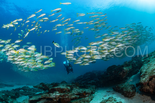 Photo de Banc de vivaneaux Amarillo Lutjanus argentiventris- Cabo Pulmo- Baja California Sur- Mexique