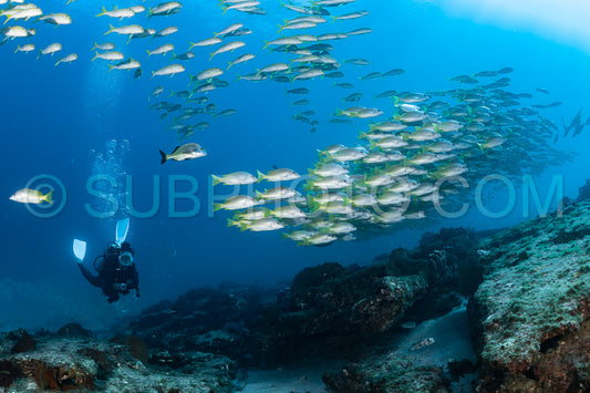 Photo de Banc de vivaneaux Amarillo Lutjanus argentiventris- Cabo Pulmo- Baja California Sur- Mexique