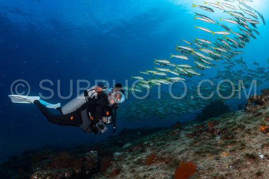 Photo de Banc de vivaneaux Amarillo Lutjanus argentiventris- Cabo Pulmo- Baja California Sur- Mexique