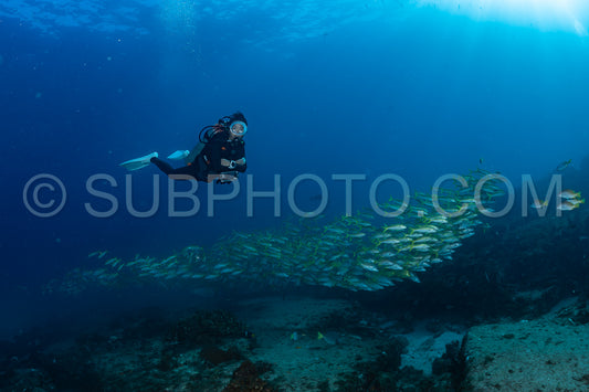 Photo de Banc de vivaneaux Amarillo Lutjanus argentiventris- Cabo Pulmo- Baja California Sur- Mexique