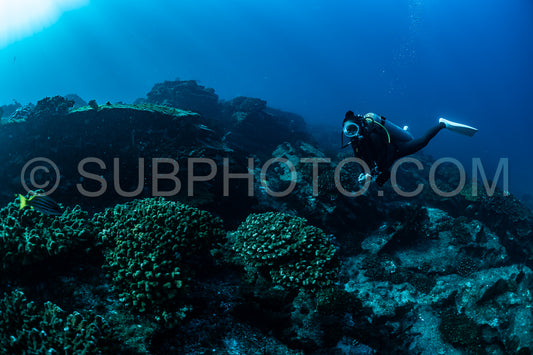scuba diver over Cabo Pulmo reef in Baja California Mexico