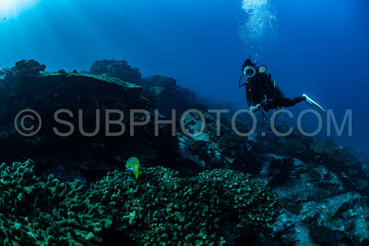 scuba diver over Cabo Pulmo reef in Baja California Mexico