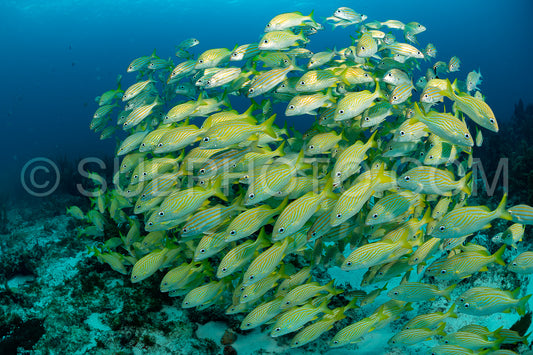 school of yellow grunt in Mexico