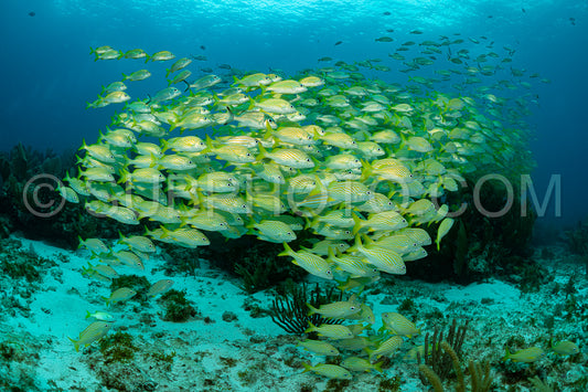 school of yellow grunt in Mexico
