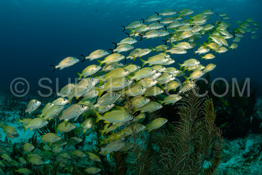 school of yellow grunt in Mexico