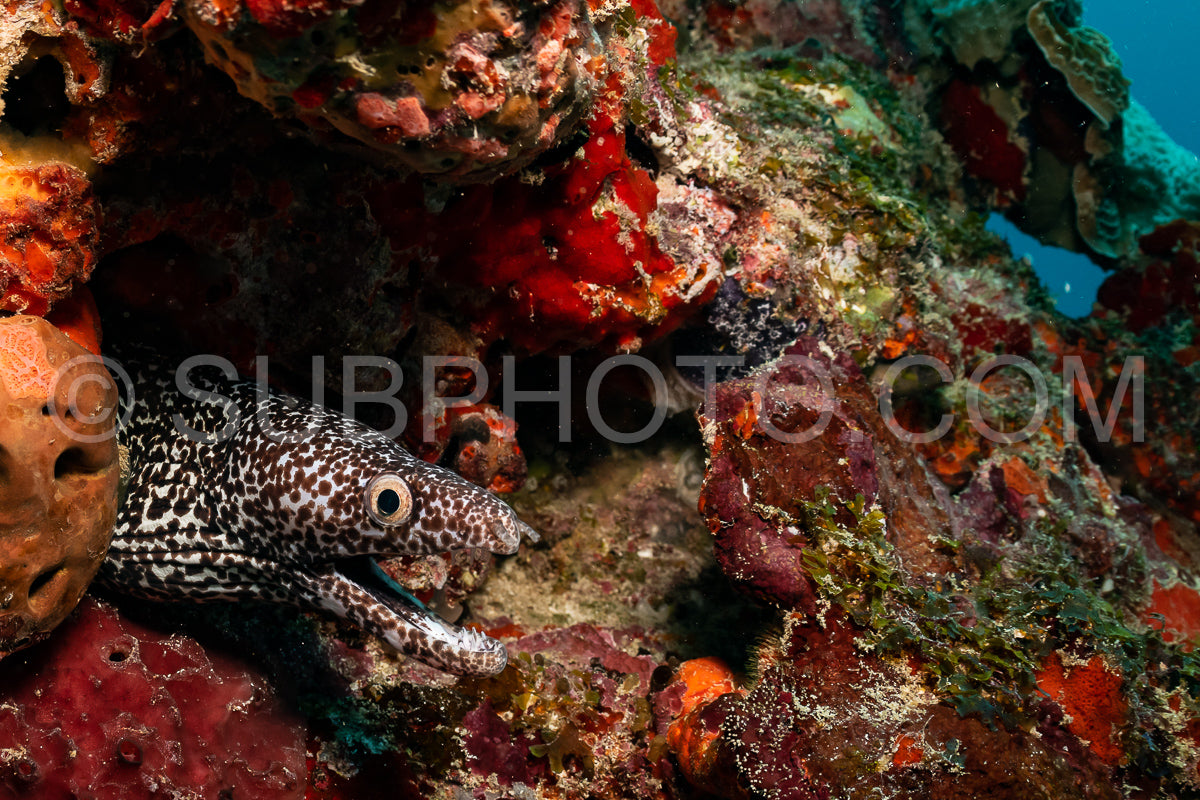 Photo de Murène tachetée dans le golfe du Mexique