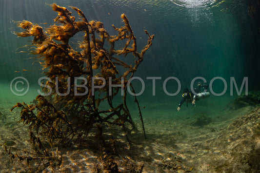 cave diver instructor leading a group of divers in a mexican cenote underwater