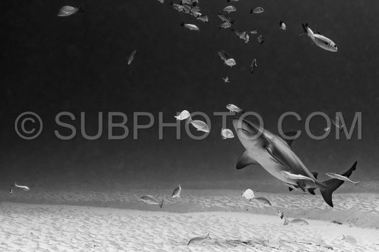 bull shark encounter at Playa Del Carmen in Mexico