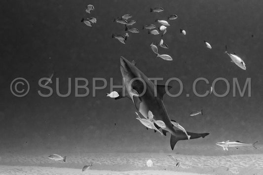 bull shark encounter at Playa Del Carmen in Mexico