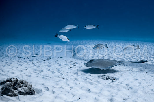 bull shark encounter at Playa Del Carmen in Mexico