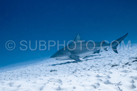 bull shark encounter at Playa Del Carmen in Mexico