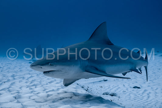 bull shark encounter at Playa Del Carmen in Mexico