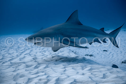 bull shark encounter at Playa Del Carmen in Mexico