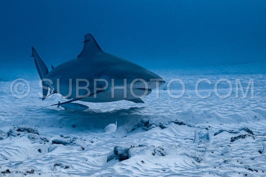 bull shark encounter at Playa Del Carmen in Mexico