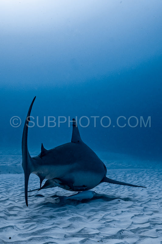 bull shark encounter at Playa Del Carmen in Mexico