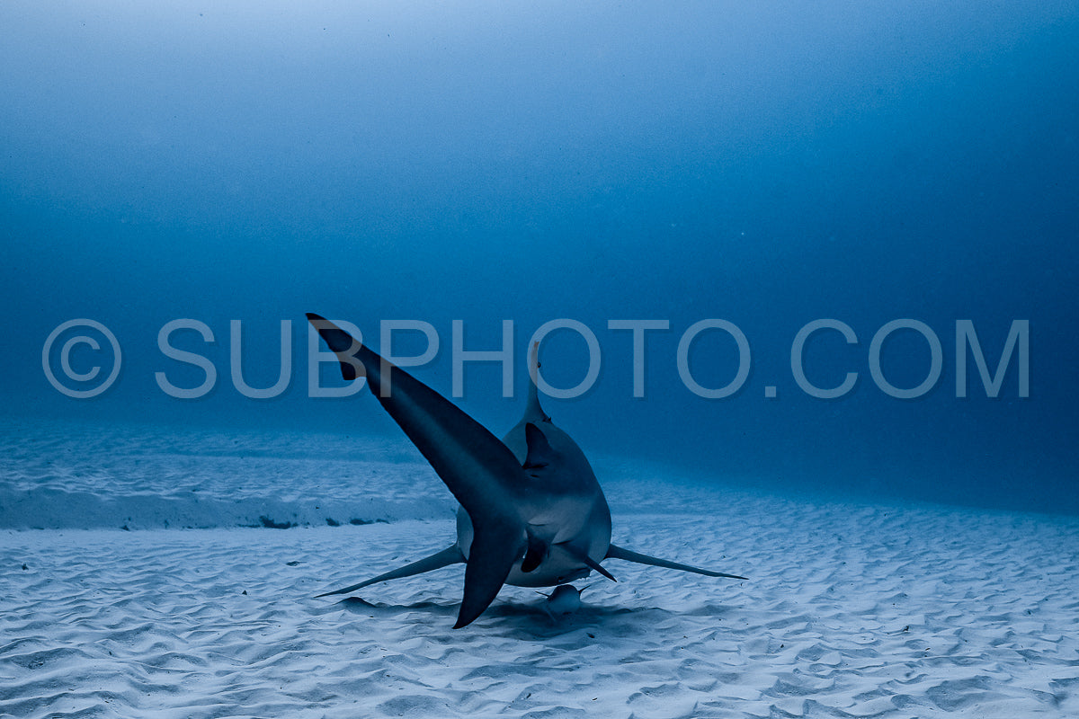 bull shark encounter at Playa Del Carmen in Mexico