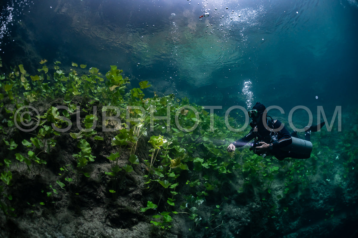 Photo de instructeur de plongée spéléo dirigeant un groupe de plongeurs dans un cenote mexicain sous l'eau