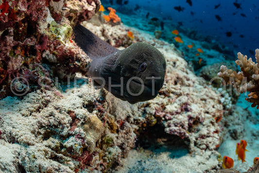 giant moray