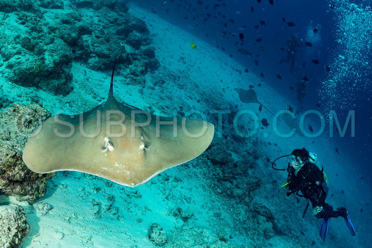 woman diver with Pink whipray