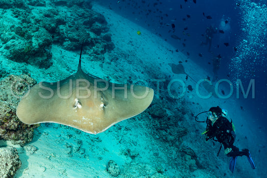 woman diver with Pink whipray