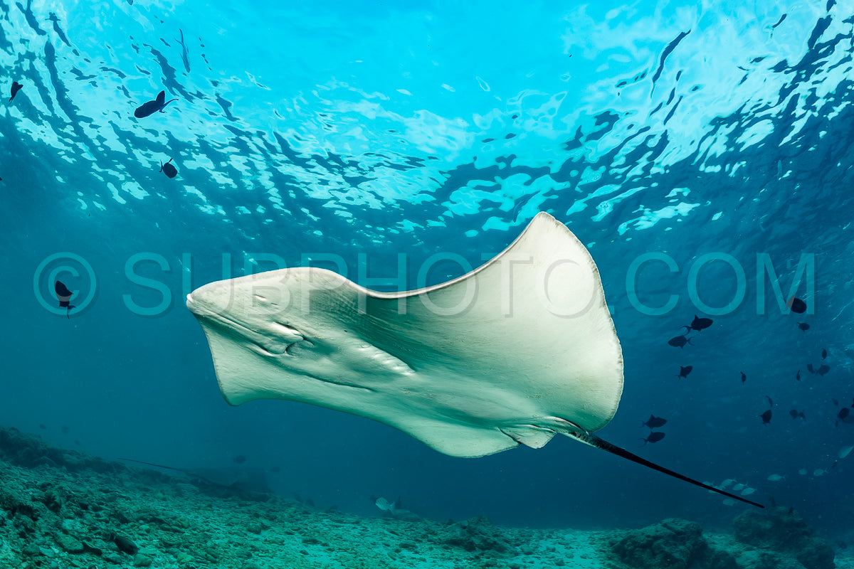woman diver with Pink whipray