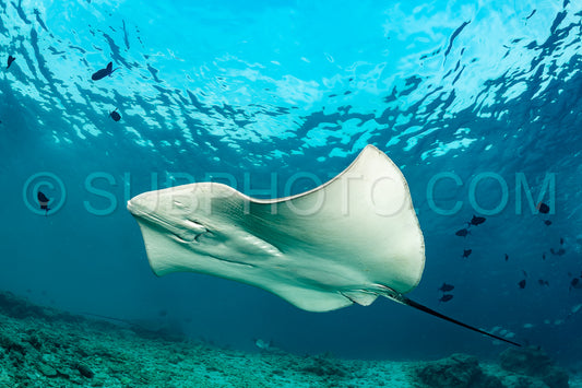 woman diver with Pink whipray