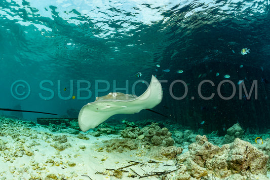 woman diver with Pink whipray