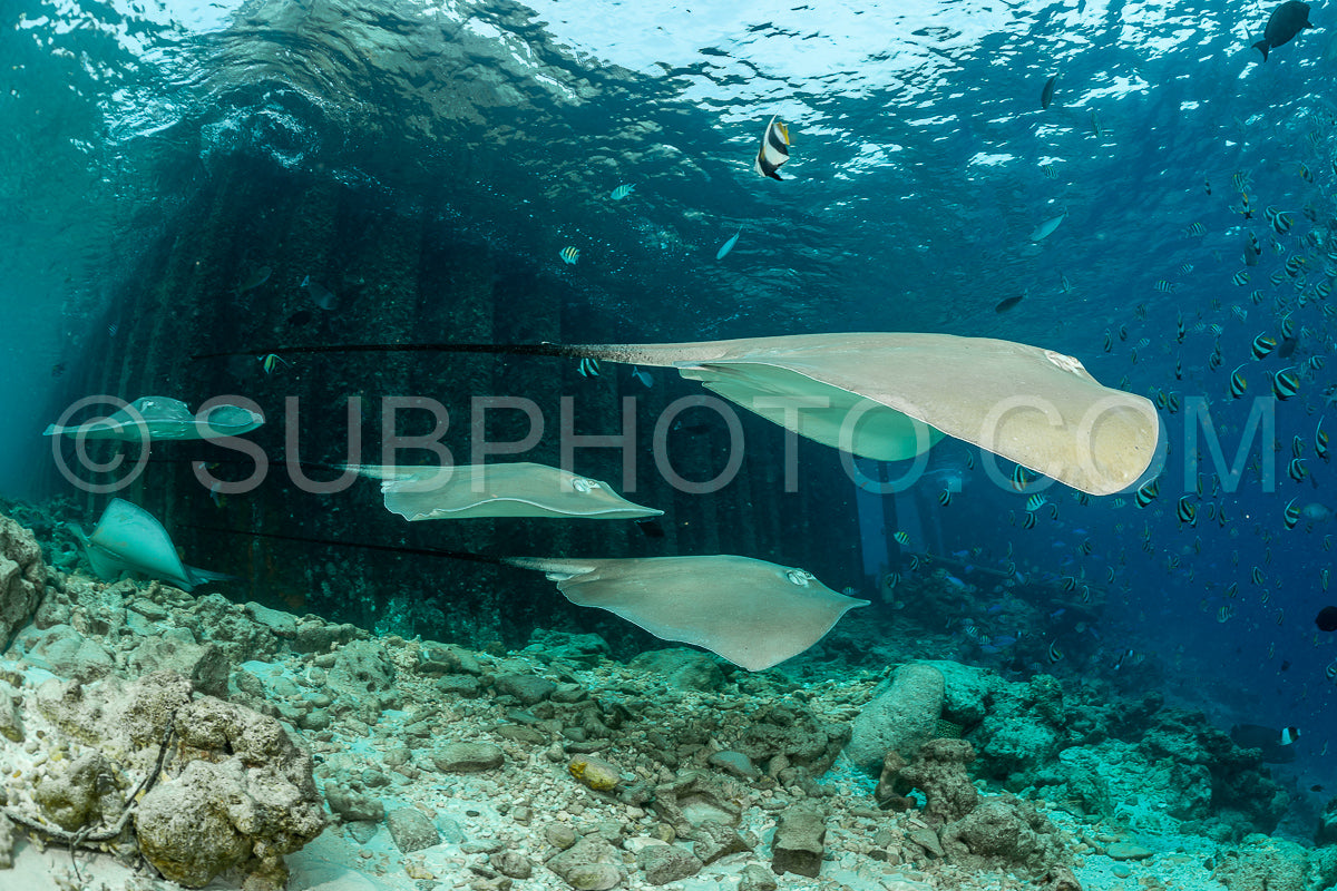 woman diver with Pink whipray