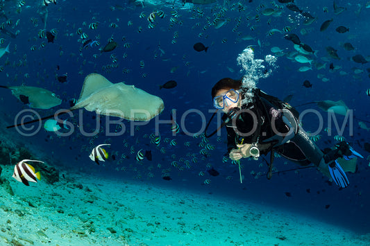 woman diver with Pink whipray