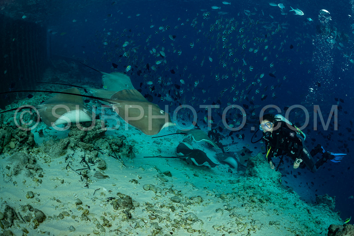 woman diver with Pink whipray