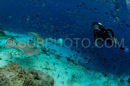 woman diver with Pink whipray
