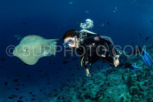 woman diver with Pink whipray