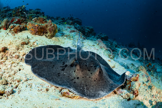 marbled stingray
