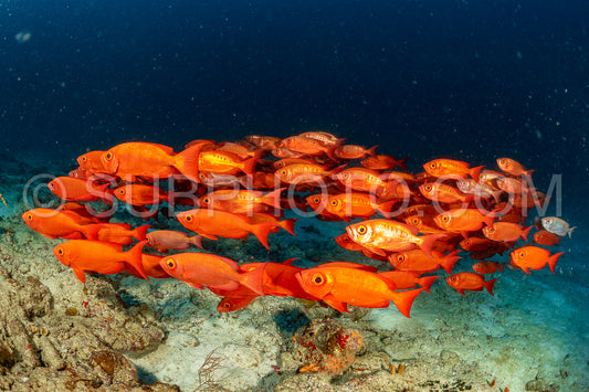 Photo de banc de queue à croissant thon obèse