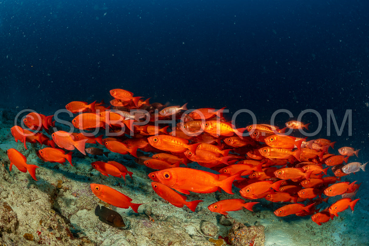 Photo de banc de queue à croissant thon obèse