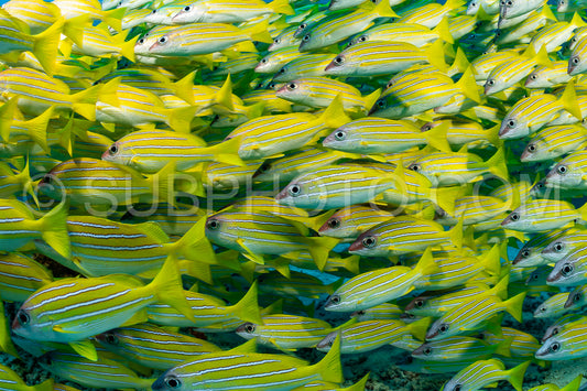 Photo de Banc de vivaneaux avec un plongeur