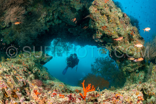 woman diver under a coral arch