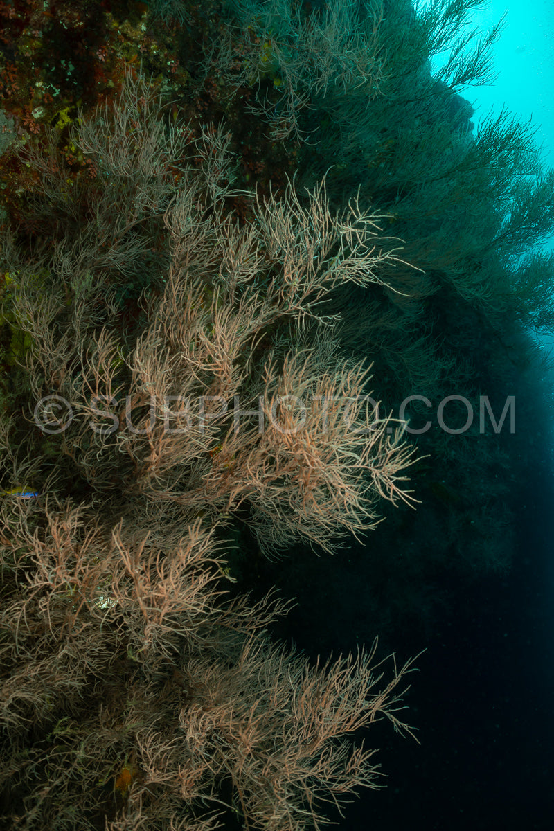 Photo de corail noir