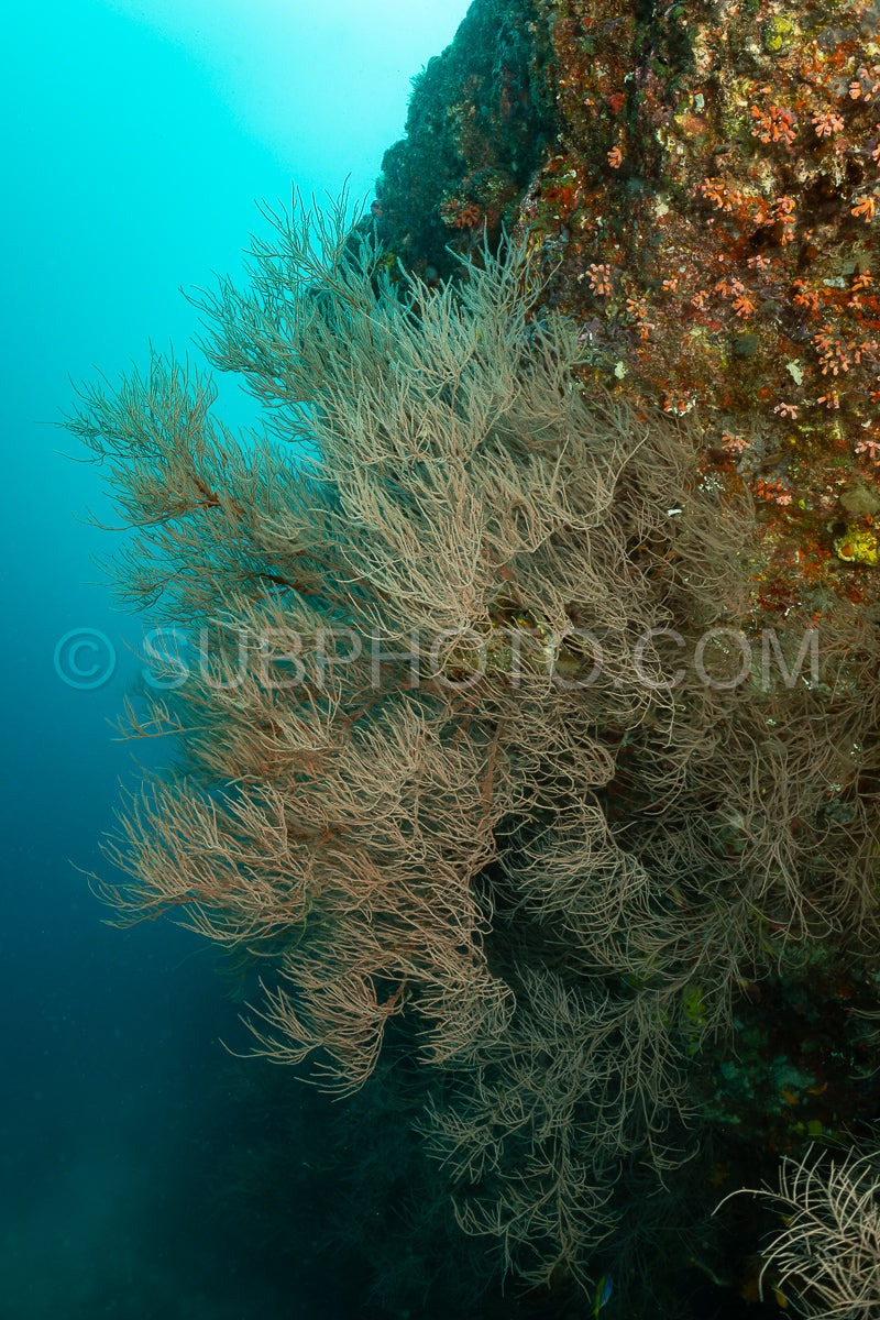 Photo de corail noir