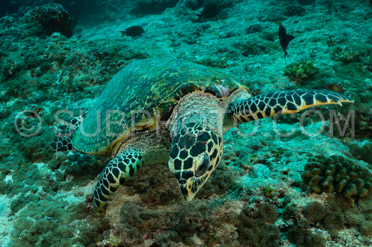 hawksbill sea turtle