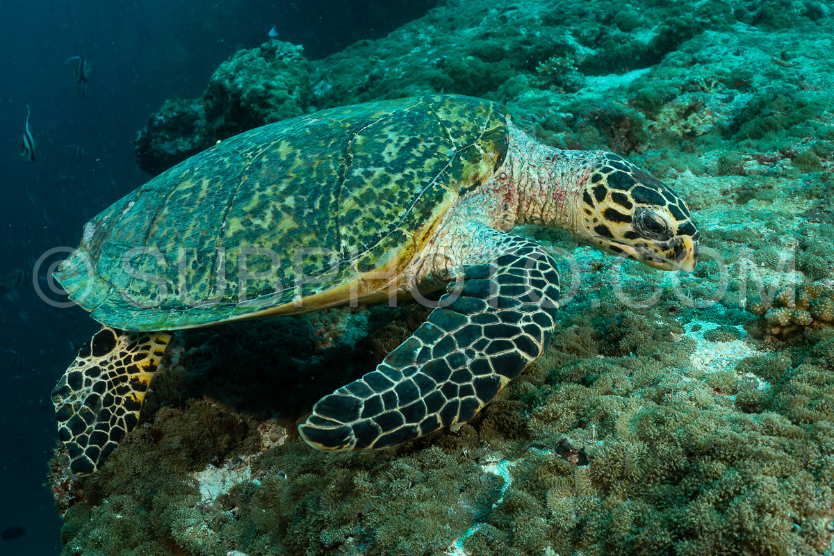 hawksbill sea turtle